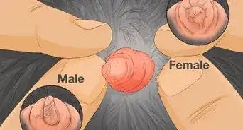 diferenciar a los patos machos de las hembras