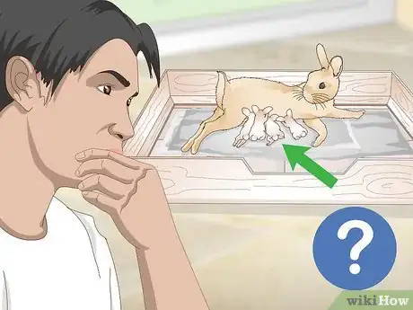 Imagen titulada Determine Whether to Have Your Rabbit Neutered Step 2