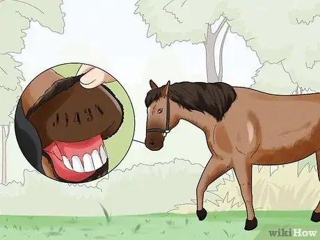 Imagen titulada Research a Horse's Bloodline Step 8