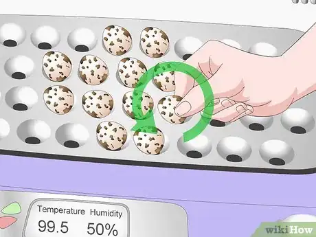 Imagen titulada Hatch Quail Chicks Step 9