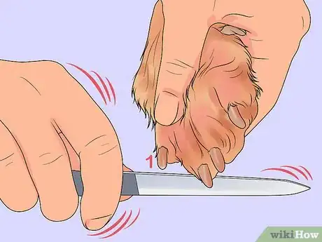 Imagen titulada File a Dog's Nails Step 4