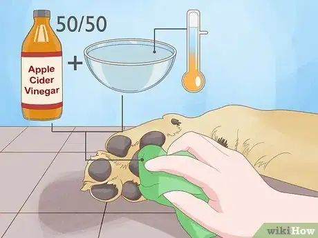 Imagen titulada Stop a Dog from Licking Its Paws with Home Remedies Step 3