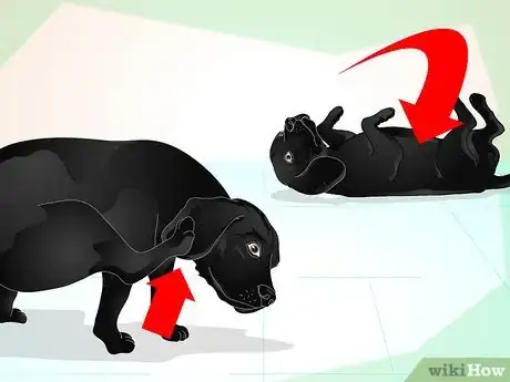 Imagen titulada Deliver Ear Medication to Dogs Step 1