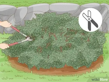 Imagen titulada Prune a Juniper Tree Step 7