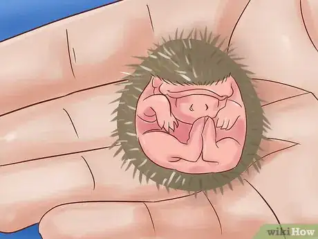 Imagen titulada Breed Hedgehogs Step 13