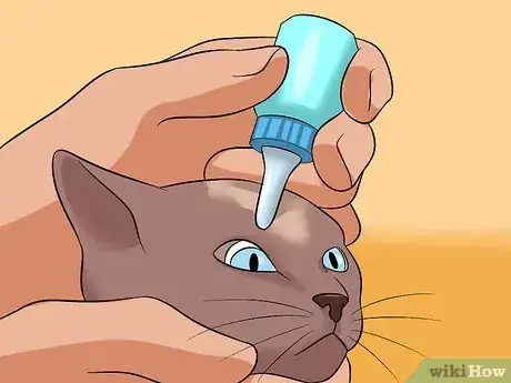 Imagen titulada Diagnose Eyelid Conditions in Cats Step 19