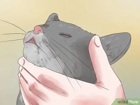 Imagen titulada Treat Epilepsy in Cats Step 4