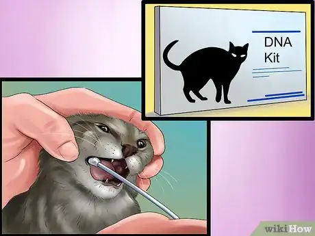 Imagen titulada Identify a Maine Coon Step 10