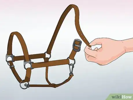 Imagen titulada Halter a Horse Step 1