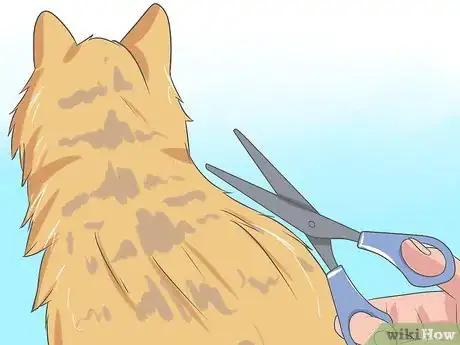 Imagen titulada Recognize and Treat Ringworm in Cats Step 10