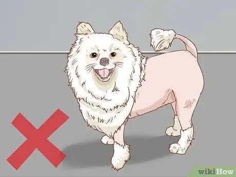 Imagen titulada Take Care of a Pomeranian Step 14