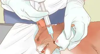 tratar las heridas de pelea de un gato