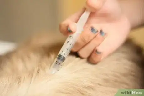 Imagen titulada Help a Sick Cat Step 17