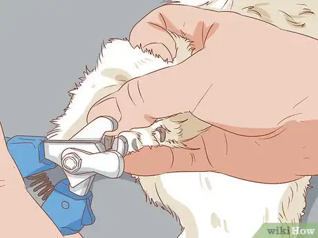 Imagen titulada Take Care of a Pomeranian Step 13