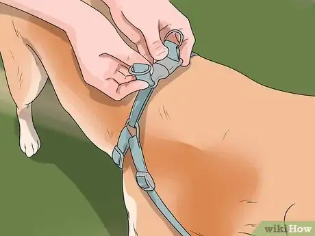 Imagen titulada Put on a Puppy Harness Step 6