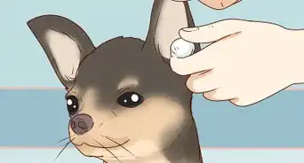 bañar a un chihuahua