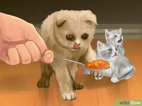 Imagen titulada Introduce Solid Food to Kittens Step 11