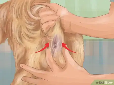 Imagen titulada Express a Dog's Anal Gland Step 11
