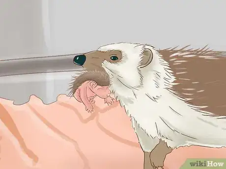 Imagen titulada Breed Hedgehogs Step 11