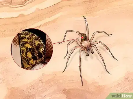 Imagen titulada Identify the Most Common North American Spider Species Step 3