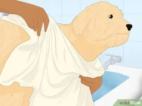 Imagen titulada Groom a Goldendoodle Step 4