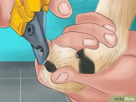 Imagen titulada Care for a Pug Step 12