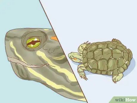 Imagen titulada Look After Terrapins Step 7
