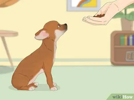 Imagen titulada Potty Train a Chihuahua Step 1