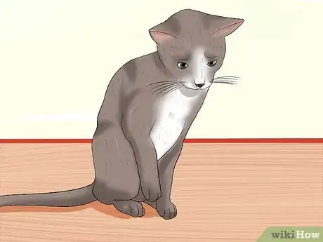Imagen titulada Spot the Signs of Cat Abuse Step 7