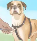 ponerle un arnés a tu perro
