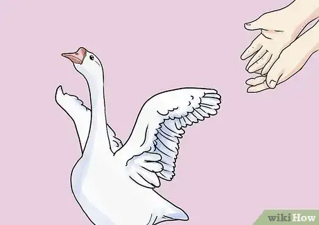 Imagen titulada Care for a Goose Step 7