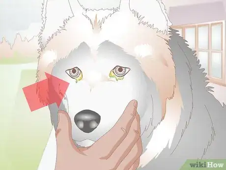 Imagen titulada Clean Gunk from Your Dog's Eyes Step 4