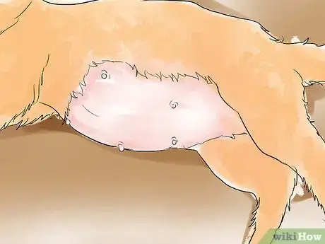 Imagen titulada Help a Cat Give Birth Step 5