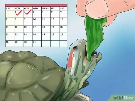 Imagen titulada Keep Your Turtle Happy Step 7