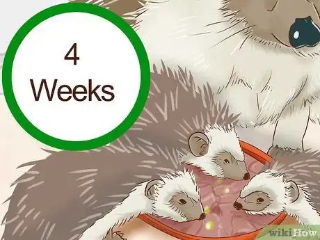 Imagen titulada Breed Hedgehogs Step 14