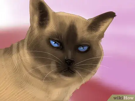 Imagen titulada Identify a Siamese Cat Step 3