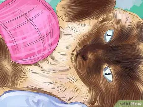 Imagen titulada Identify a Siamese Cat Step 8