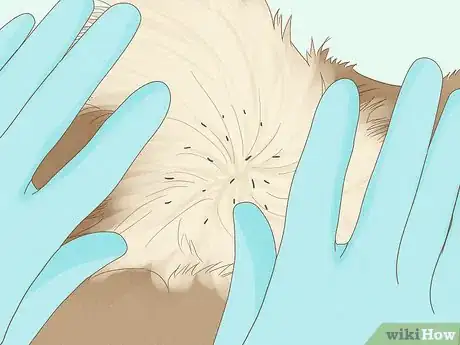 Imagen titulada Identify Worms in a Cat Step 7