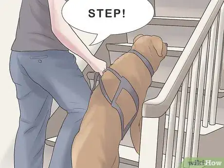 Imagen titulada Care for a Dog Blind from Birth Step 8