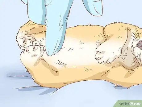 Imagen titulada Get a Kitten to Fall Asleep Step 17