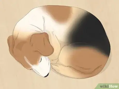 Imagen titulada Make Your Dog Stop Sleeping in Your Bed Step 1