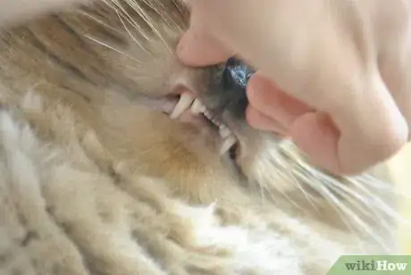 Imagen titulada Help a Sick Cat Step 15