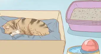 saber si una gata está preñada