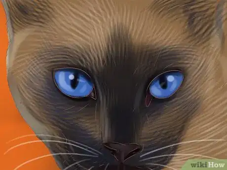 Imagen titulada Identify a Siamese Cat Step 5