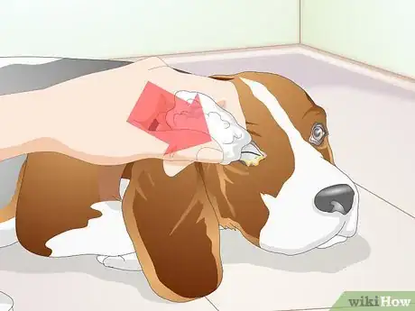 Imagen titulada Clean Gunk from Your Dog's Eyes Step 8