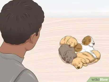Imagen titulada Choose a Puppy to Keep from Your Litter Step 4
