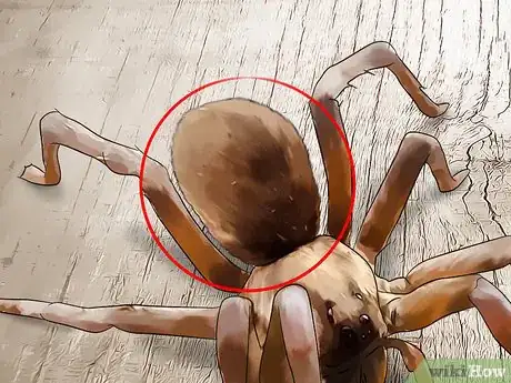 Imagen titulada Identify a Wolf Spider Step 5