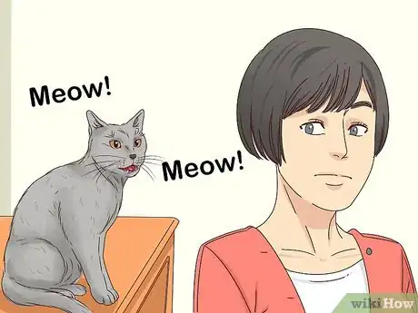 Imagen titulada Get a Cat to Stop Meowing Step 19