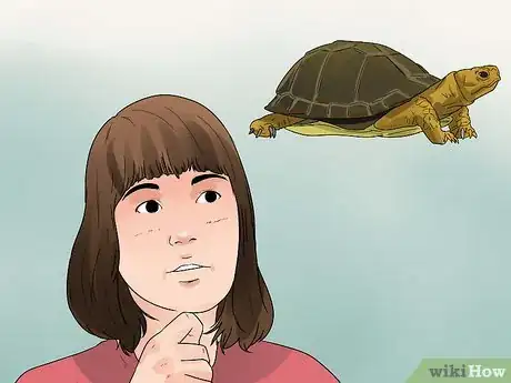 Imagen titulada Take Care of a Land Turtle Step 1