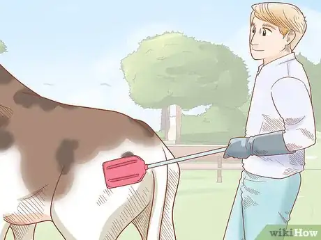 Imagen titulada Care for Cattle Step 13